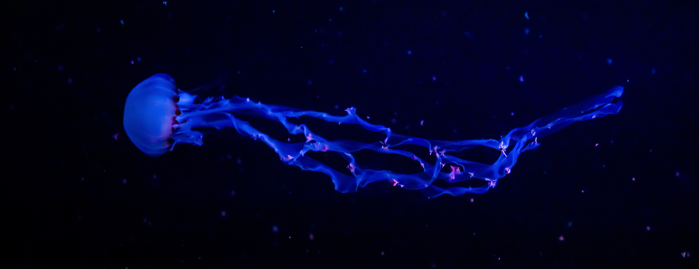 Venomous & Non-venomous jellyfish