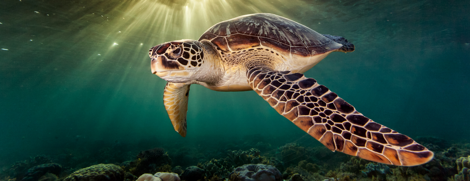 Sea turtles love all you can eat jellyfish