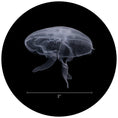 Load image into Gallery viewer, Medium Moon Jellyfish