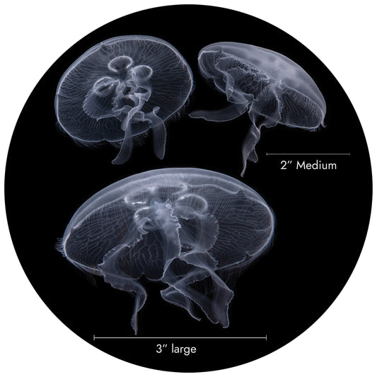 Three Jellyfish Package