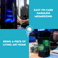 Load image into Gallery viewer, Easy to care
harmless
Mesmerizing
Bring a piece of living art home