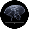 Load image into Gallery viewer, Large Moon Jellyfish