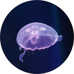 Load image into Gallery viewer, Medium Moon Jellyfish
