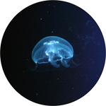 Load image into Gallery viewer, Small Moon Jellyfish
