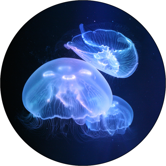 3 Jellyfish Package