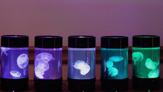 Why Keep a Jellyfish Tank? 5 Health and Wellness Benefits