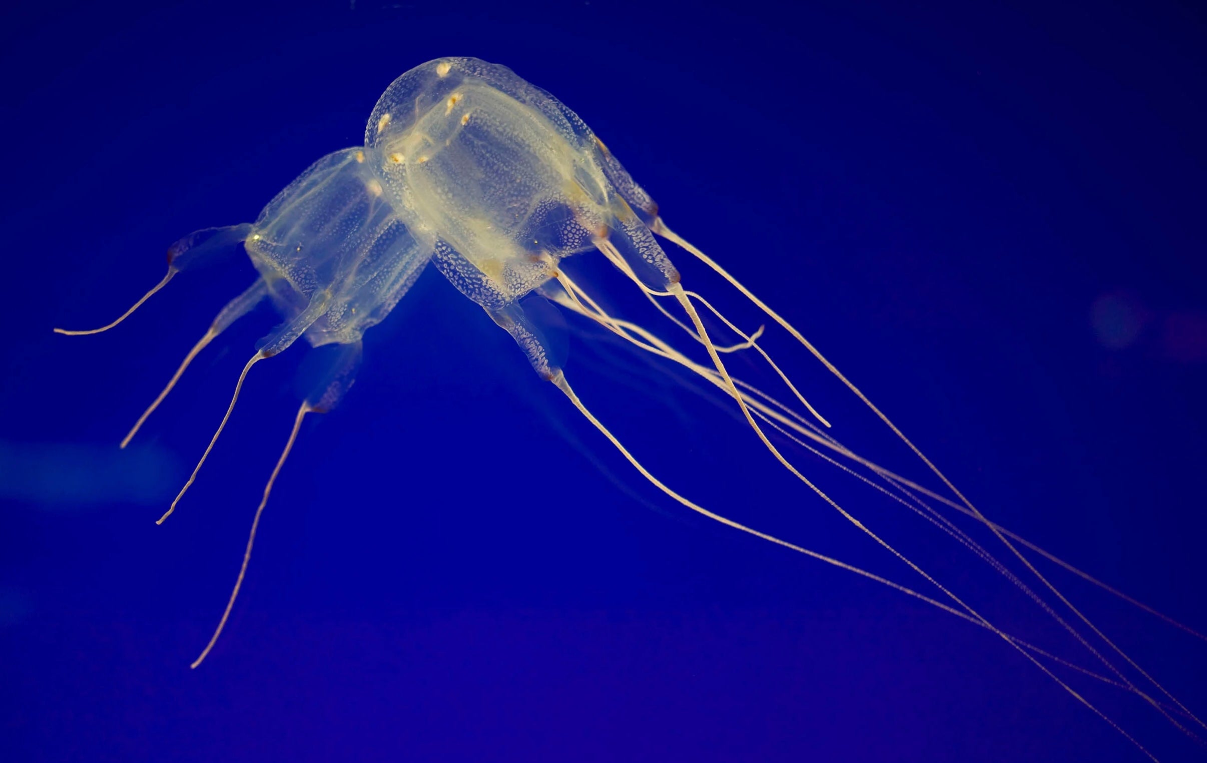 The BOX JELLYFISH: Nature’s Deadliest Marvel & Venomous Ocean Predator ...