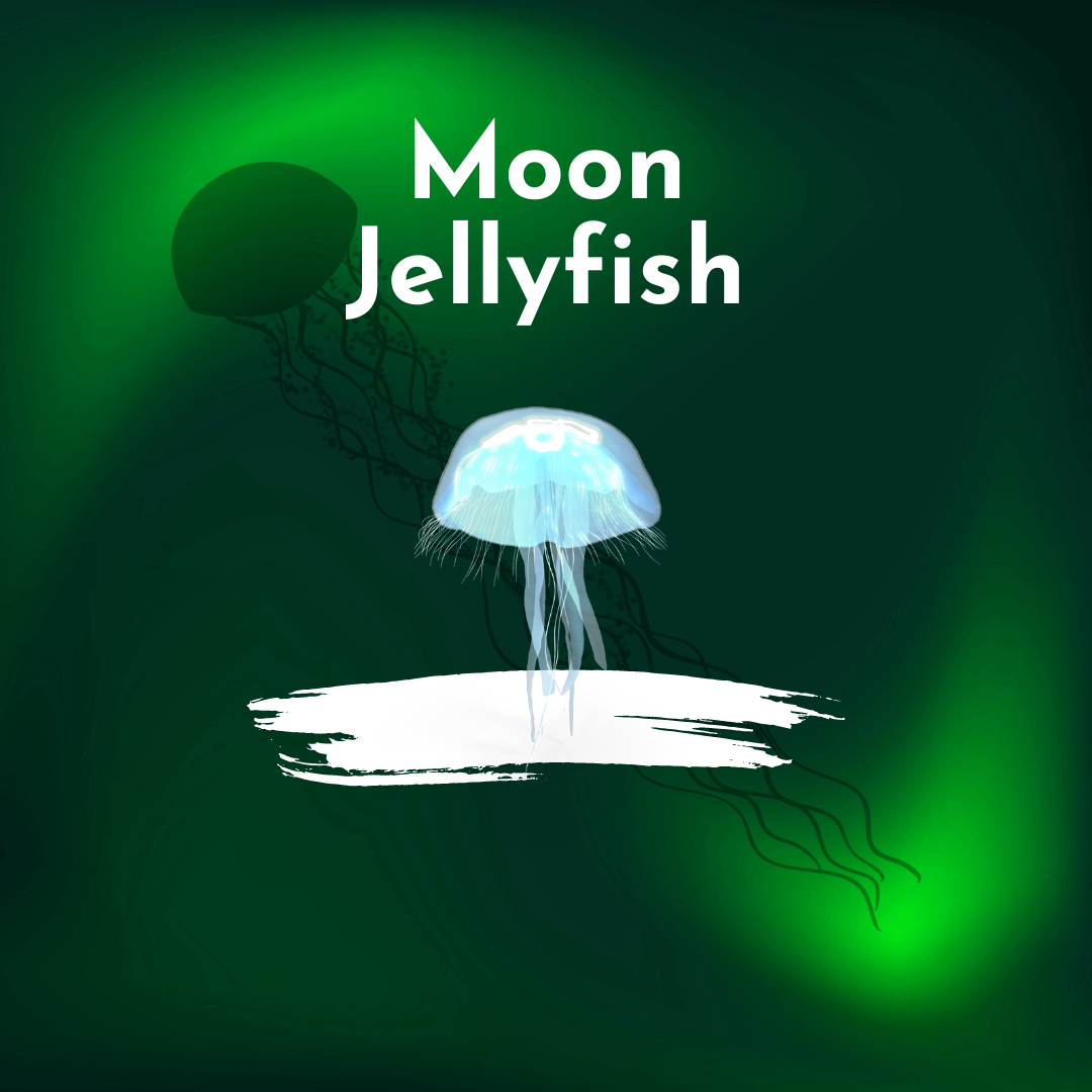 Moon Jellyfish