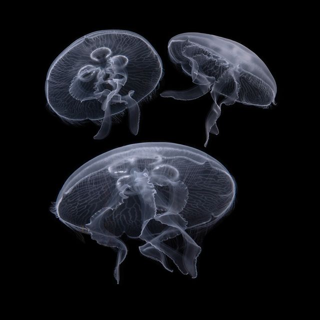 Jellyfish
