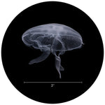 Load image into Gallery viewer, Medium Moon Jellyfish