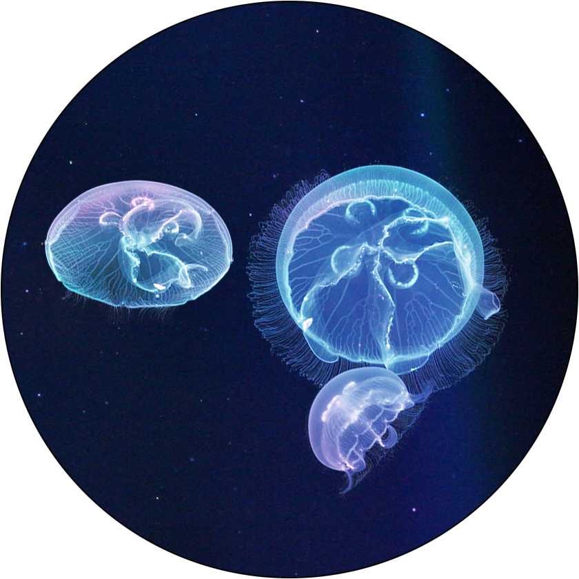 Nano Jellyfish Package - Build Your Own Kit