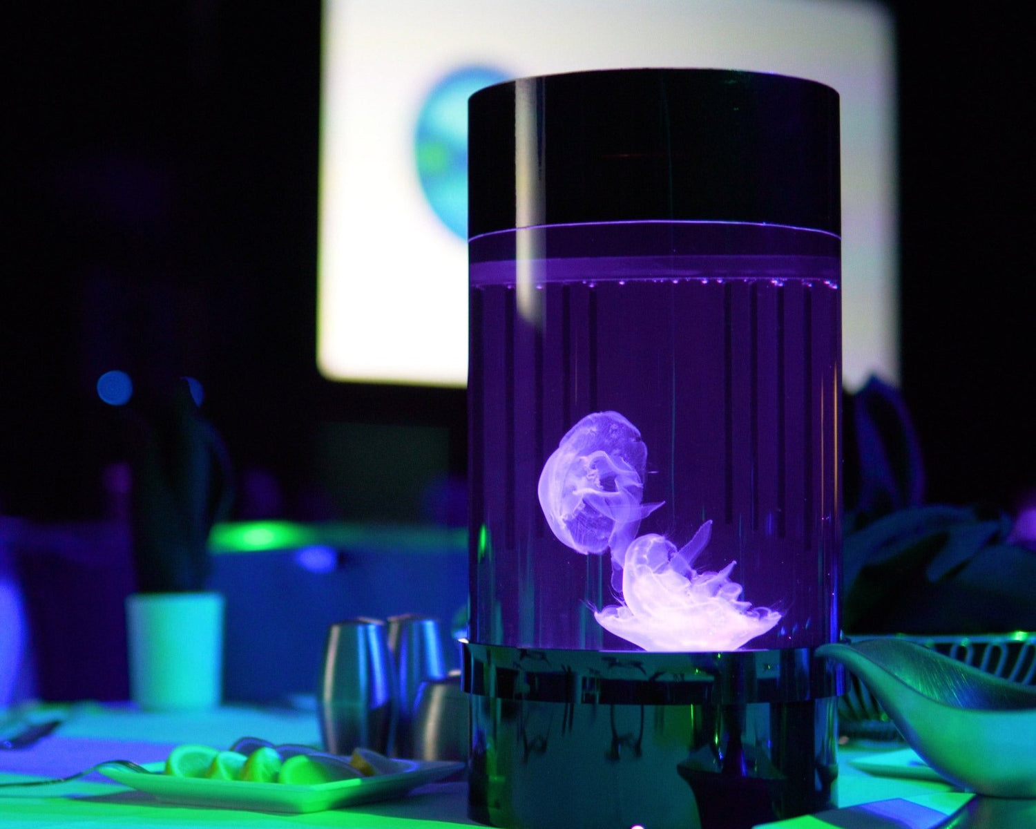 Live pet jellyfish