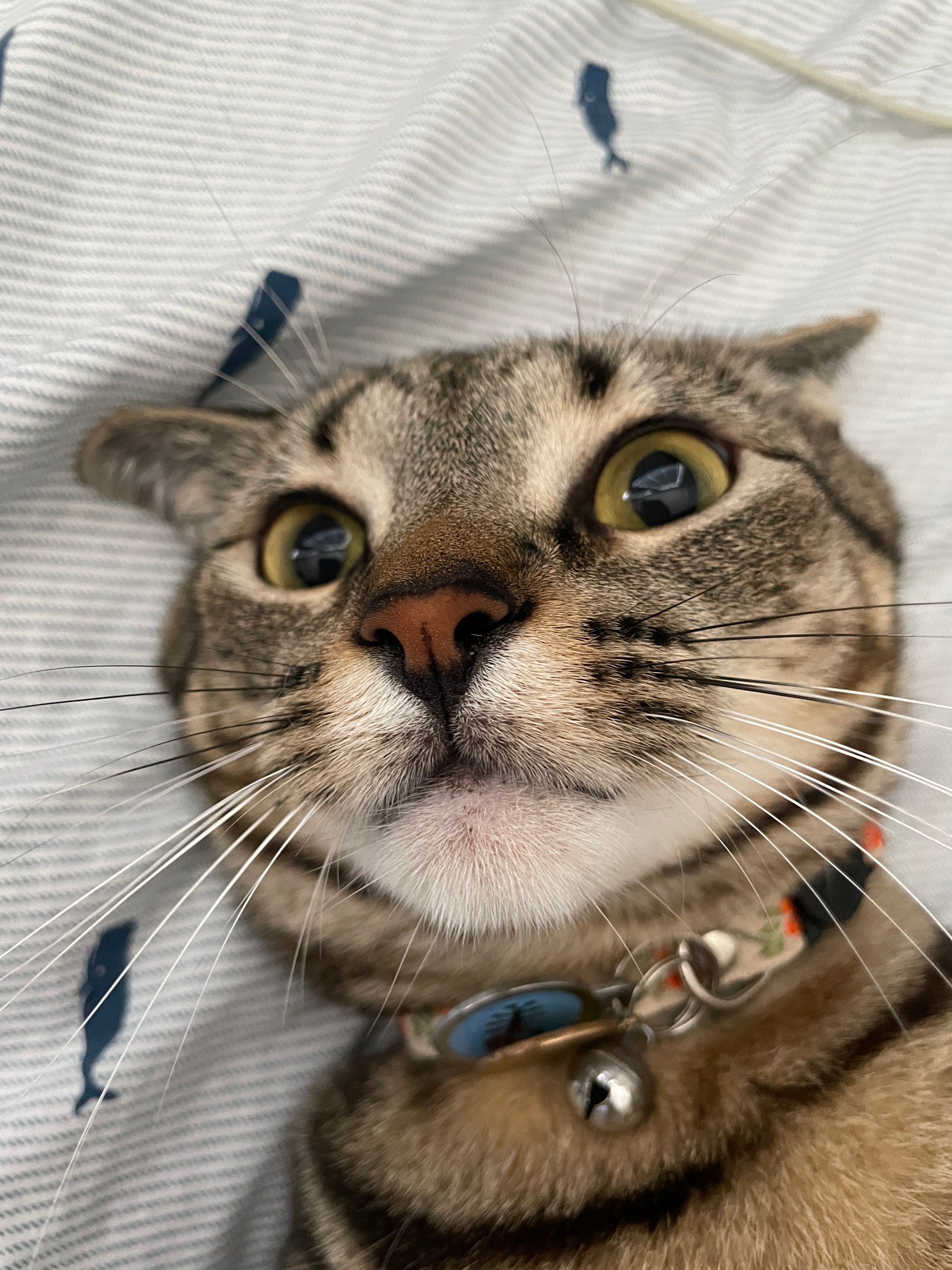 Lulu