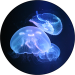 Load image into Gallery viewer, Deluxe Jellyfish Package - Build Your Own Kit