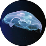 Load image into Gallery viewer, Extra Large Moon Jellyfish