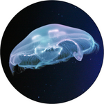 Load image into Gallery viewer, Large Moon Jellyfish