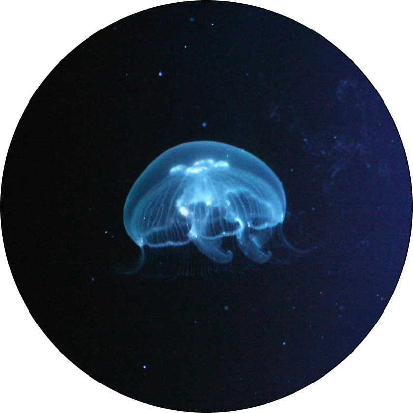 Small Moon Jellyfish