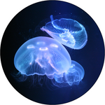 Load image into Gallery viewer, 3 Jellyfish Package
